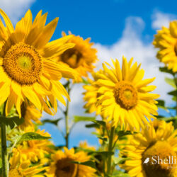 53447930759_39ee4ea8cc_b / "Sunflowers- Crude Food, Puketapu, Napier" by flyingkiwigirl is licensed under CC BY-NC-ND 2.0.