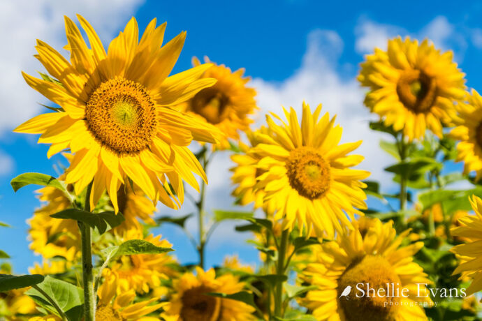 "Sunflowers- Crude Food, Puketapu, Napier" by flyingkiwigirl is licensed under CC BY-NC-ND 2.0. 53447930759_39ee4ea8cc_b / "Sunflowers- Crude Food, Puketapu, Napier" by flyingkiwigirl is licensed under CC BY-NC-ND 2.0.